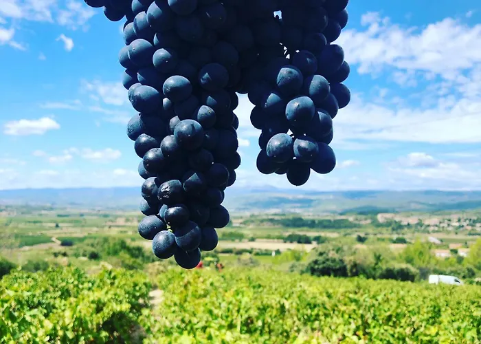 Au Coeur D Un Caveau De Degustation De Vin *